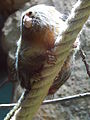 Deutsch: Zwergseidenäffchen (Cebuella pygmaea) im Fossilium des Tierparks Bochum. English: Pygmy marmoset (Cebuella pygmaea) in the fossilium of the Tierpark Bochum, Germany.   This file was uploaded with Commonist.