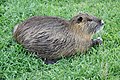 * Nomination Myocastor coypus in Colmar (Haut-Rhin, France). --Gzen92 04:51, 28 April 2020 (UTC) * Promotion  Support Good quality. --XRay 05:15, 28 April 2020 (UTC)