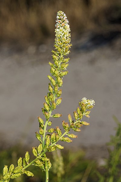 File:Reseda alba, Frontignan 01.jpg