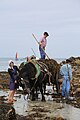 Fête du goémon 2012 : le chargement du goémon dans la charrette 4