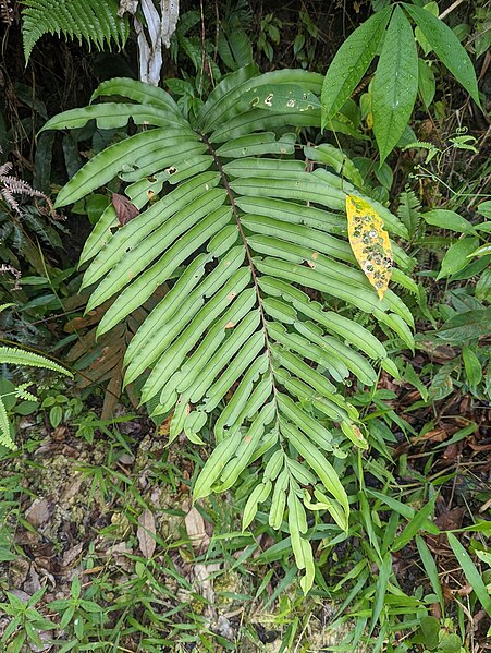 File:Blechnum finlaysonianum 235727494.jpg