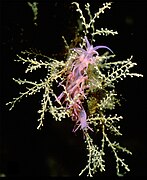 April 21: Flabellina affinis feeding on Eudendrium racemosum.