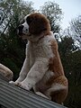 Three month old Saint Bernard female.