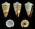 * Nomination Shell of a Livid Cone, Conus lividus --Llez 05:56, 6 December 2012 (UTC) * Promotion Good quality.--ArildV 10:02, 6 December 2012 (UTC)