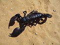 * Nomination Emperor scorpion Pandinus imperator --George Chernilevsky 08:31, 20 August 2009 (UTC) * Promotion  Support Nice beast. Might be FP. Yann 09:39, 20 August 2009 (UTC)