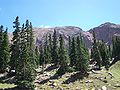 Trees, Pikes Peak, Colorado