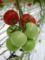 schlecht ausgereifter Tomatentross / not uniform ripening of tomato cluster