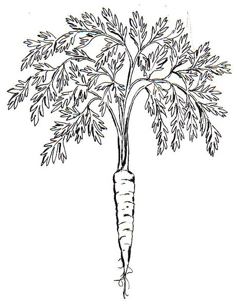 File:Carrot (PSF).jpg