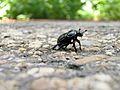 * Nomination a common dung beetle (Geotrupes stercorarius), recorded in Vienna. -Derschueler 12:04, 25 November 2012 (UTC) * Promotion Please correct blue cast. Mattbuck 07:51, 3 December 2012 (UTC) ? -Derschueler 16:42, 3 December 2012 (UTC) I don't think that's any better. It's not blue, but it still doesn't look right. Mattbuck 07:58, 4 December 2012 (UTC) What do you think about this ?--Hic et nunc 12:05, 5 December 2012 (UTC) Yeah, sure. Mattbuck 10:08, 9 December 2012 (UTC)