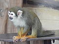 Deutsch: Gewöhnlicher Totenkopfaffe (Saimiri sciureus) im Tierpark Bochum. English: Common squirrel monkey (Saimiri sciureus) in the Tierpark Bochum, Germany.   This file was uploaded with Commonist.