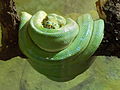 Deutsch: Grüner Baumpython (Morelia viridis) im Fossilium des Tierparks Bochum. English: Green tree python (Morelia viridis) in the fossilium of the Tierpark Bochum, Germany.   This file was uploaded with Commonist.