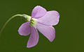 * Nomination Oxalis triangularis --Richard Bartz 17:19, 25 February 2008 (UTC) * Promotion Blatantly obvious QI. --Ram-Man 03:15, 26 February 2008 (UTC)