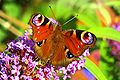 * Nomination Peacock butterfly on a buddleja davidii. --Collard 12:04, 8 August 2009 (UTC) * Decline Oversaturated, not sharp enough. --kallerna 19:57, 8 August 2009 (UTC)