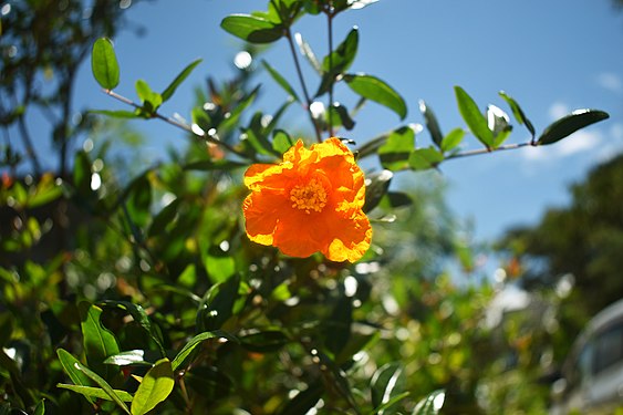 Pomegranate flower closeup