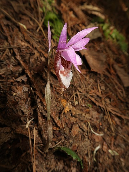 File:Calypso bulbosa, Japan 3.JPG