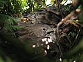 * Nomination Linnet young in nest --Yerpo 08:57, 6 December 2007 (UTC) * Decline Nest photography. Lycaon 09:17, 6 December 2007 (UTC)  Comment Ugh, I didn't think of that, shame on me. I withdraw the nomination. --Yerpo 09:50, 6 December 2007 (UTC)