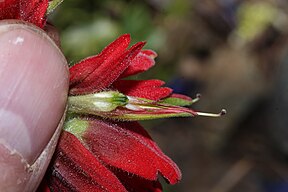 Castilleja elmeri