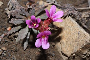 Douglasia nivalis