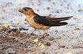 Gathering nest mud, Spain