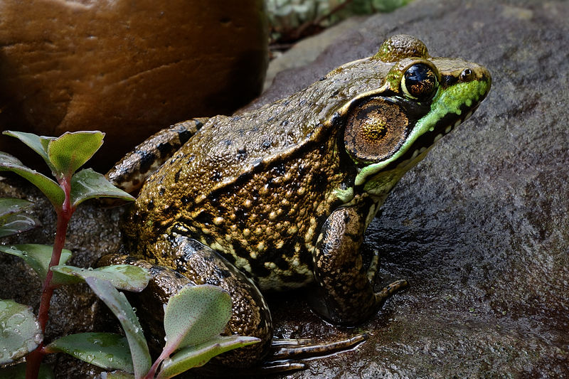 File:Green Frog.jpg