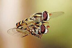 Üçüncü yer: Hoverflies mating in midair. Fir0002 (GFDL)