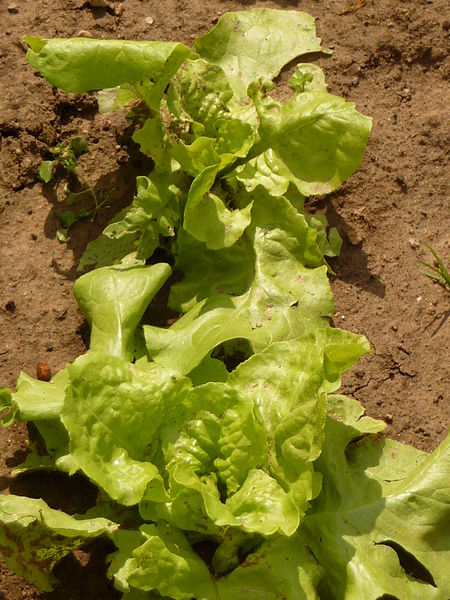 File:Lactuca sativa, Fryšták.jpg