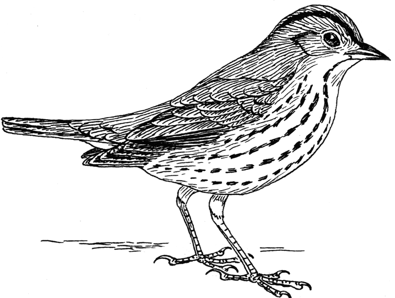 File:Ovenbird 2 (PSF).png