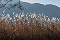 * Nomination Phragmites australis at the Landscape Protection Area on peninsula promenade, Pörtschach, Carinthia, Austria --Johann Jaritz 02:54, 20 December 2016 (UTC) * Promotion Good quality. --Livioandronico2013 08:51, 20 December 2016 (UTC)