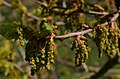 Male flowers in hanging inflorescence