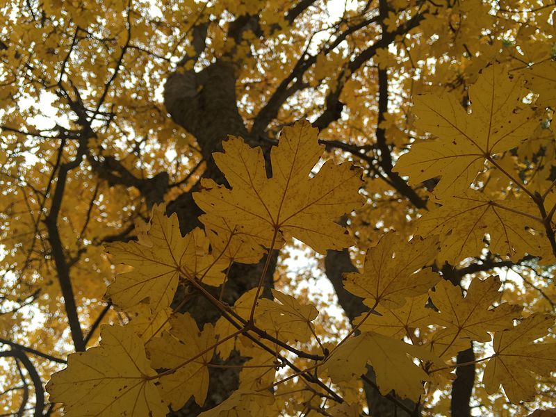 File:Acer hyrcanum subsp. tauricolum.jpg