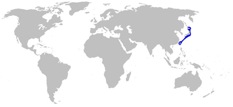 File:Cephaloscyllium umbratile distmap.png