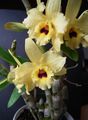 Hybrid of Dendrobium nobile