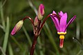 Dodecatheon pulchellum