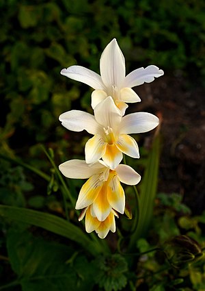 Cluster of Freesia alba flowers in Porto Covo, Portugal.