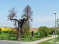 image=https://commons.wikimedia.org/wiki/File:Gostewitz_Naturdenkmal_Lutherlinde-02.jpg