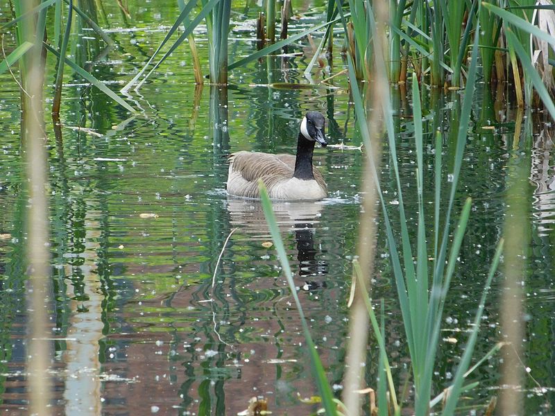 File:Kanadagans am Stauteich.jpg