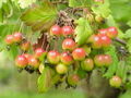 Malus florentina