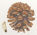 Pinus pinaster cone