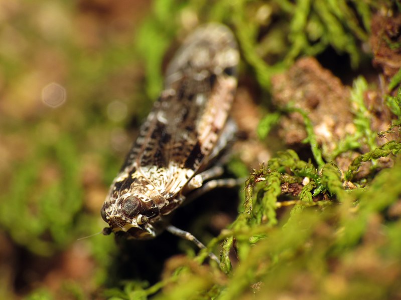 File:Achilid Planthopper (29194948784).jpg