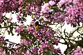 * Nomination Baltimore Oriole --Fabian Roudra Baroi 03:07, 16 January 2023 (UTC) * Decline  Oppose Sorry. Bird unsharp, CAs. One category wrong (it's a redirected category), geo location missing, category for location missing (only "Toronto"). --XRay 05:16, 16 January 2023 (UTC)