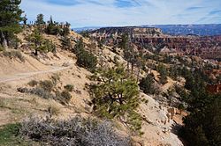 Parc national de Bryce Canyon dans l'Utah (USA).