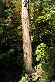 Young tree trunk, PAN Botanical Garden in Warsaw, Poland