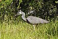 * Nomination White-faced Heron (Egretta novaehollandiae with prey. --LC-de 21:02, 28 January 2012 (UTC) * Promotion Good quality. --Yann 11:57, 29 January 2012 (UTC)