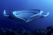 Arturo de Frias Marques: Giant Manta AdF