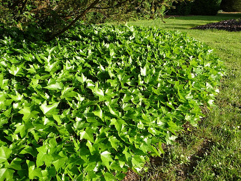 File:Hedera helix 'Green Ripple'.jpg