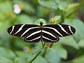 78 Heliconius charithonia 2021 uploaded by Nosferattus, nominated by Nosferattus,  10,  0,  0