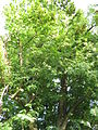 Čeština: Koruna památného stromu Lípa v Kovosvitu - lípa malolistá (Tilia cordata). Okres Rokycany, Česká republika. English: Conopy of the memorable tree Lípa v Kovosvitu - Small-leaved Lime (Tilia cordata), Rokycany District, Czech Republic.