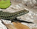 * Nomination , Tyrrhenian wall lizard - Lézard thyrrénien --Ercé 16:03, 10 October 2017 (UTC) * Promotion Good quality --Llez 17:43, 10 October 2017 (UTC)