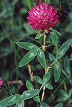 clover (Trifolium)