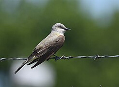 Western Kingbird - 42409758782.jpg